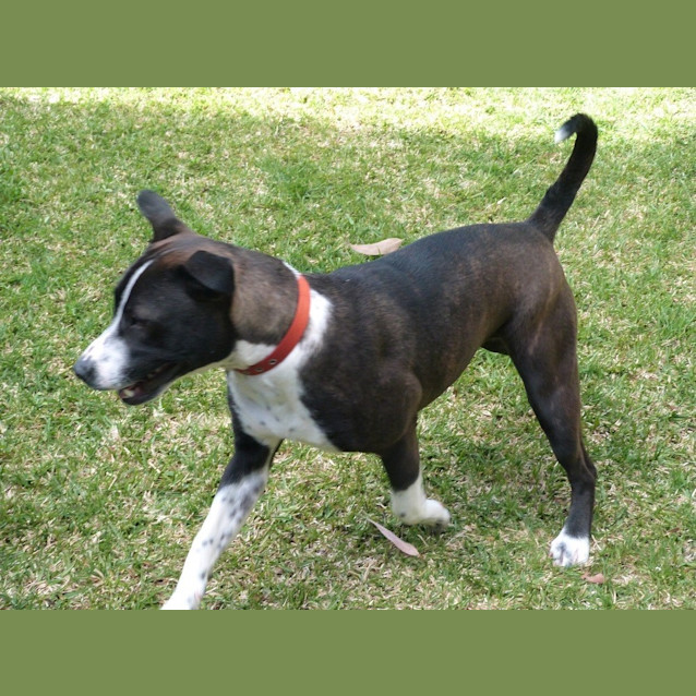 Photo of Stella (Adoption Pending)