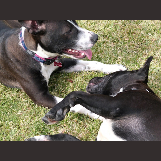 Photo of Stella (Adoption Pending)