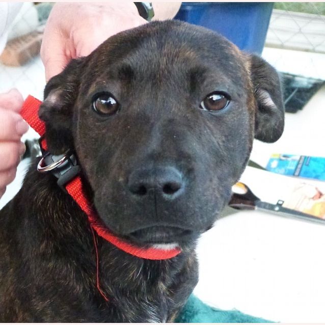 Photo of Penny (On Hold)