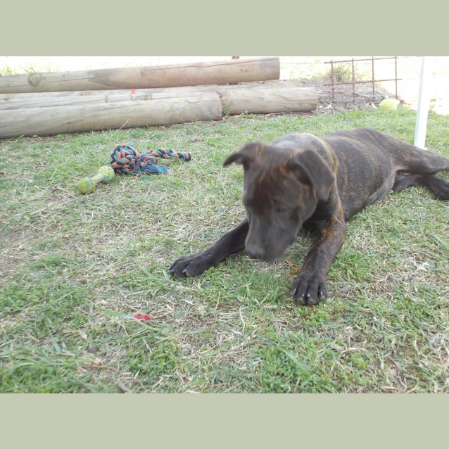 Photo of Penny (On Hold)