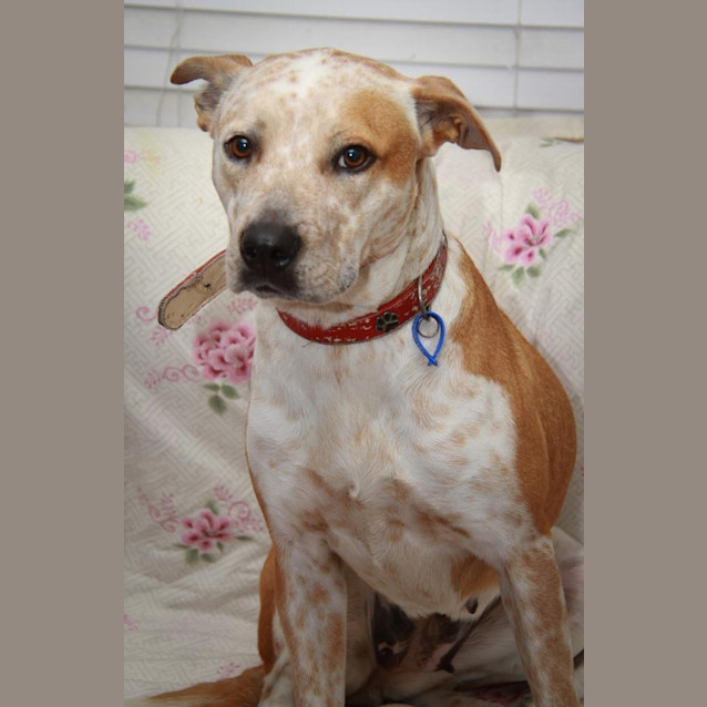 Photo of Krystal (On Trial 17/10/14) ~ Gentle. Good On Lead