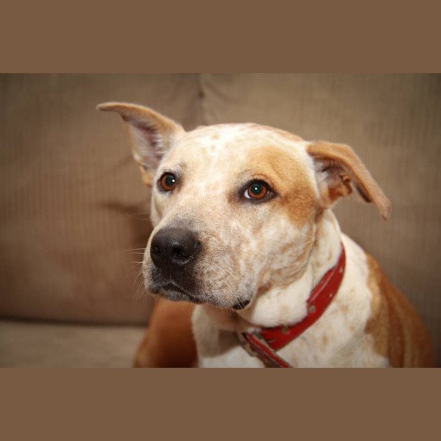 Photo of Krystal (On Trial 17/10/14) ~ Gentle. Good On Lead