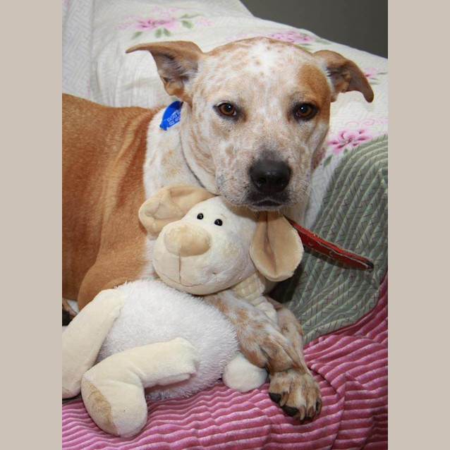 Photo of Krystal (On Trial 17/10/14) ~ Gentle. Good On Lead