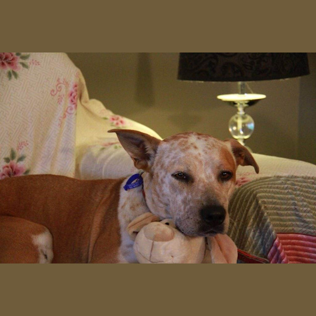 Photo of Krystal (On Trial 17/10/14) ~ Gentle. Good On Lead