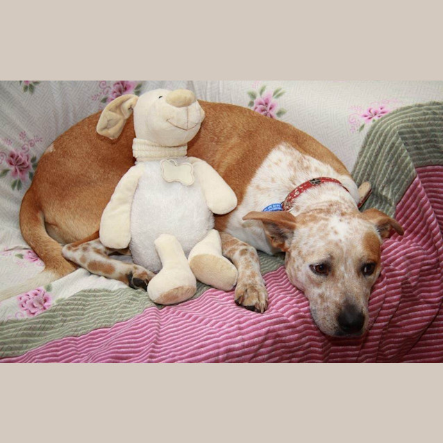 Photo of Krystal (On Trial 17/10/14) ~ Gentle. Good On Lead