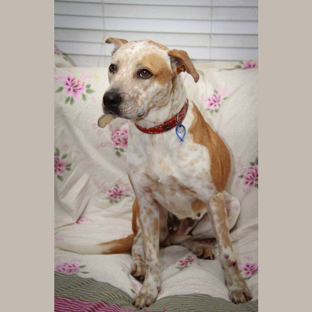 Photo of Krystal (On Trial 17/10/14) ~ Gentle. Good On Lead