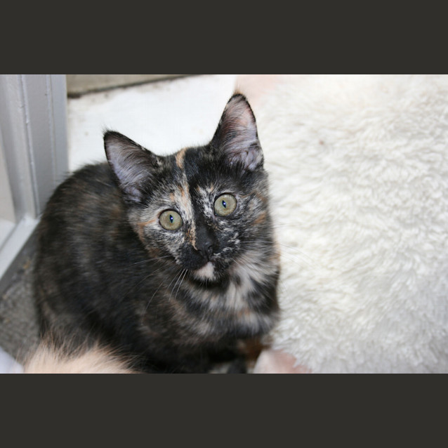 Photo of Twinkles