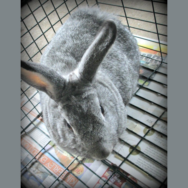 Photo of Grayce