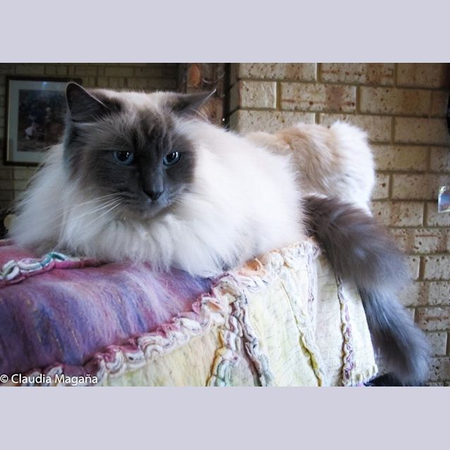 Photo of Milo Ec0064