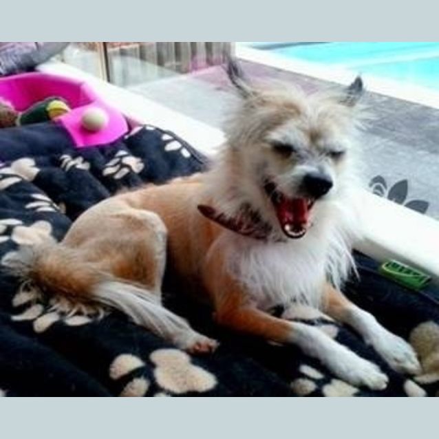 Photo of Petee