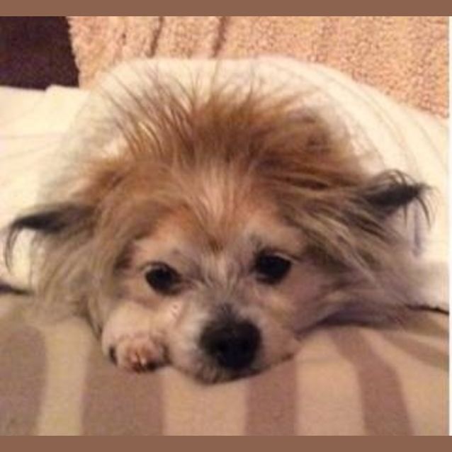 Photo of Petee