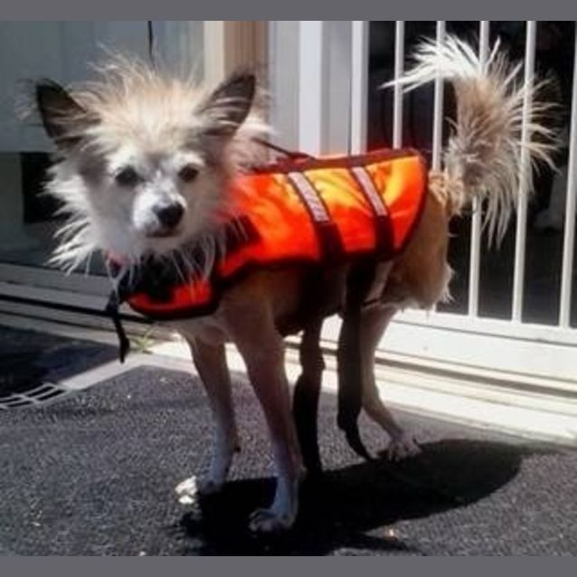 Photo of Petee