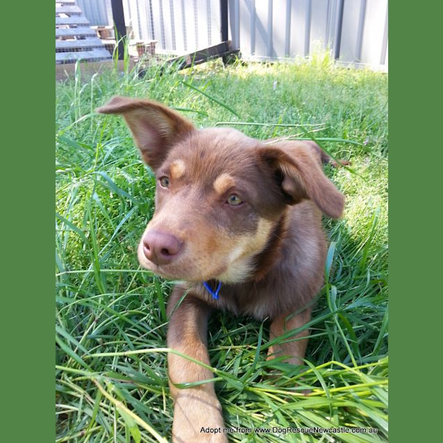 Photo of Stella ~ Kelpie Puppy (On Trial 27/9/14)