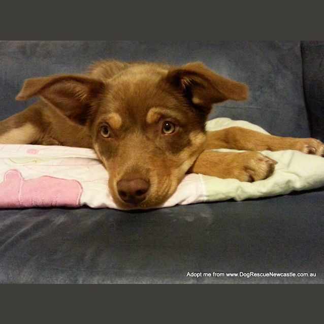 Photo of Stella ~ Kelpie Puppy (On Trial 27/9/14)