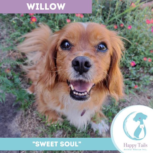 Photo of Willow