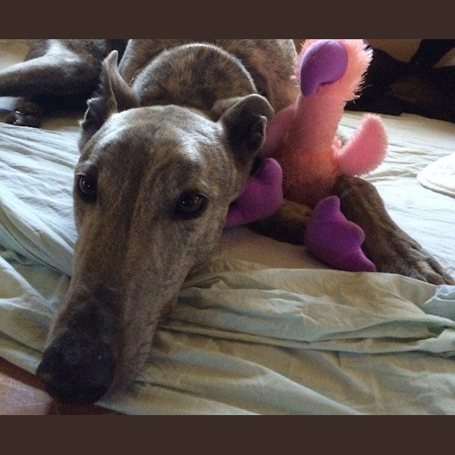Photo of Gus