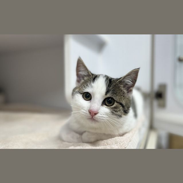 Photo of Poppy