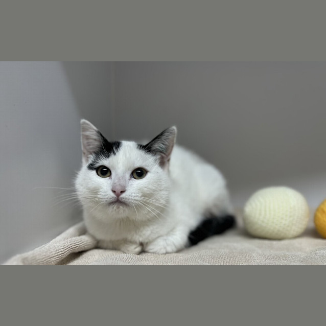 Photo of Tictac