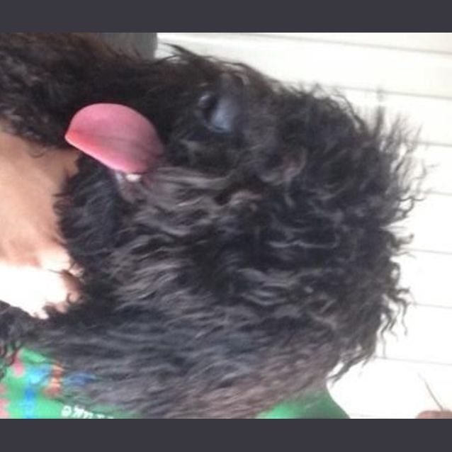 Photo of Grizzle