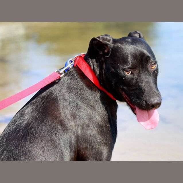 Photo of Saffron Sky ~ Rehomed 19/12/14