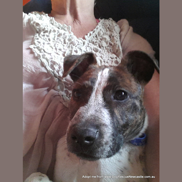 Photo of Vinnie (On Trial 18/12/14)~ Cattle Mix Puppy