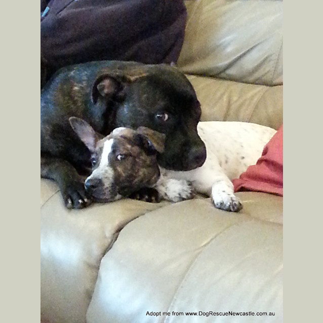 Photo of Vinnie (On Trial 18/12/14)~ Cattle Mix Puppy