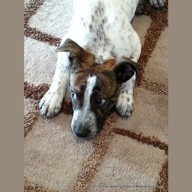 Photo of Vinnie (On Trial 18/12/14)~ Cattle Mix Puppy