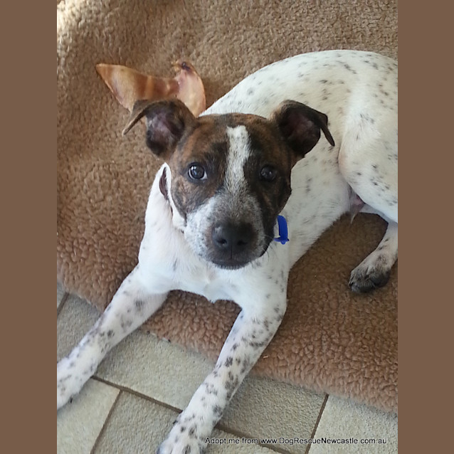 Photo of Vinnie (On Trial 18/12/14)~ Cattle Mix Puppy
