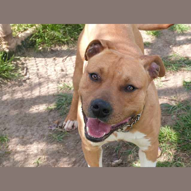 Photo of Frankie (Adoption Pending)