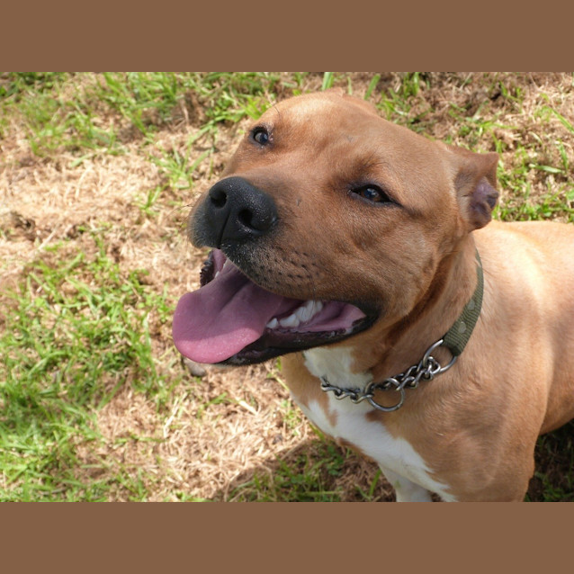 Photo of Frankie (Adoption Pending)