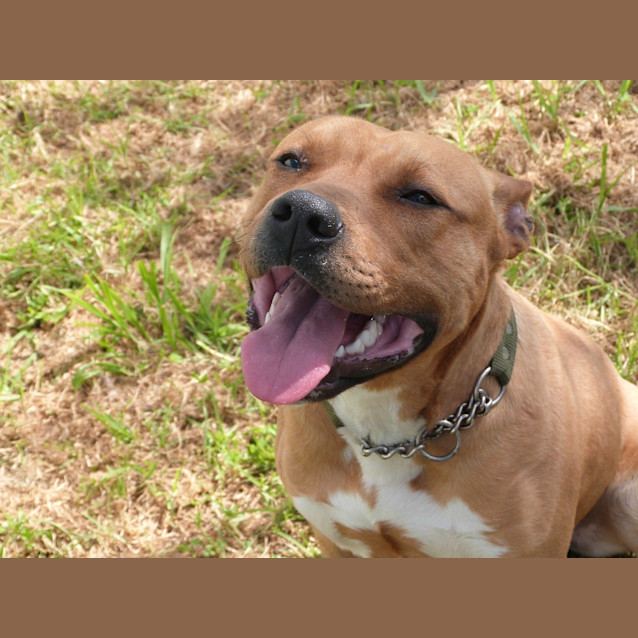 Photo of Frankie (Adoption Pending)