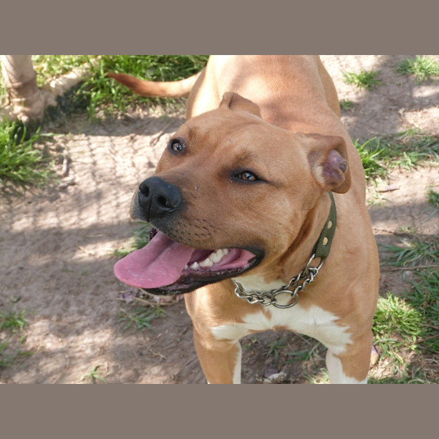 Photo of Frankie (Adoption Pending)