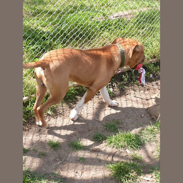 Photo of Frankie (Adoption Pending)