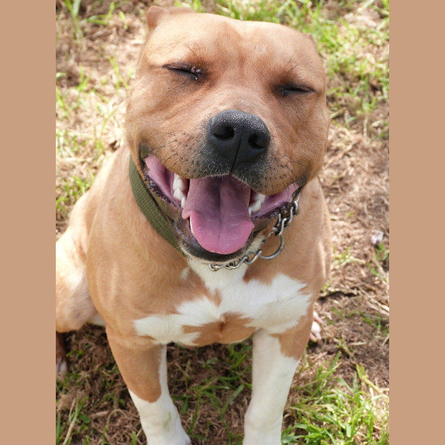 Photo of Frankie (Adoption Pending)