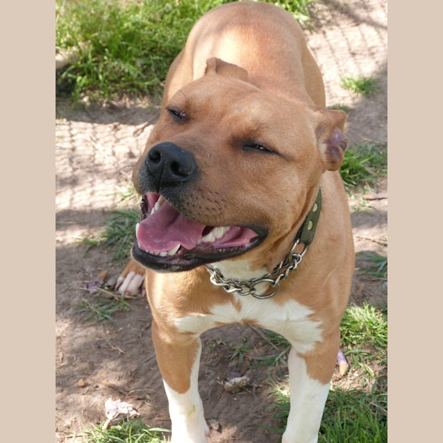 Photo of Frankie (Adoption Pending)