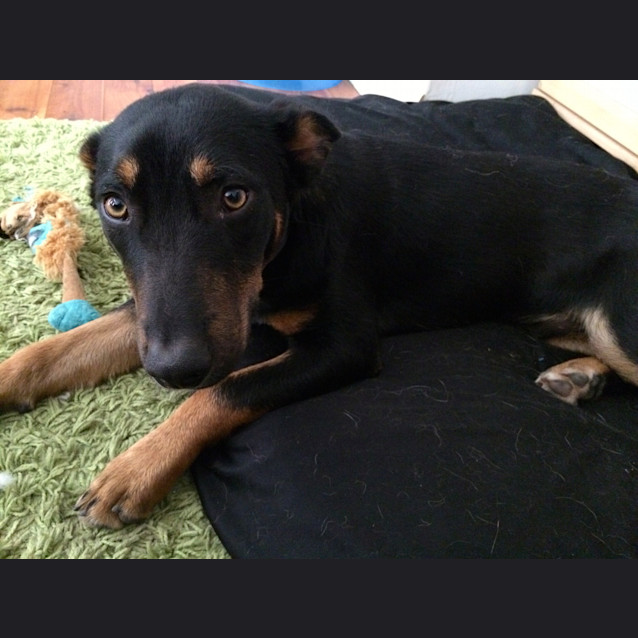 Photo of Maverick ~ Kelpie (On Trial 30/9/14)
