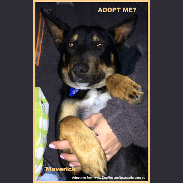 Photo of Maverick ~ Kelpie (On Trial 30/9/14)
