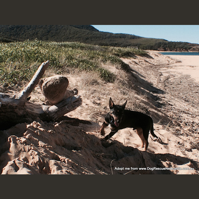 Photo of Maverick ~ Kelpie (On Trial 30/9/14)