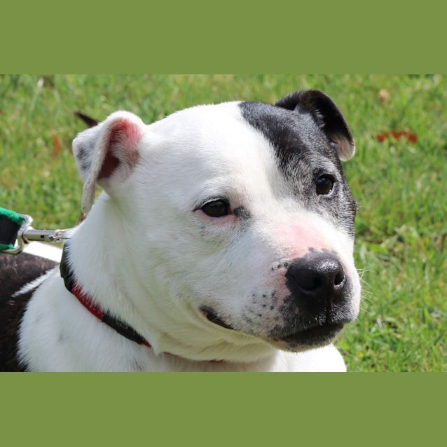 Photo of Angus