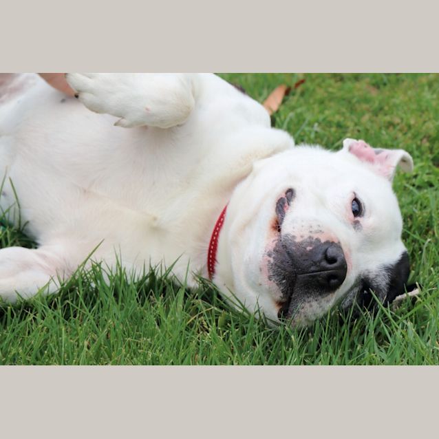 Photo of Angus