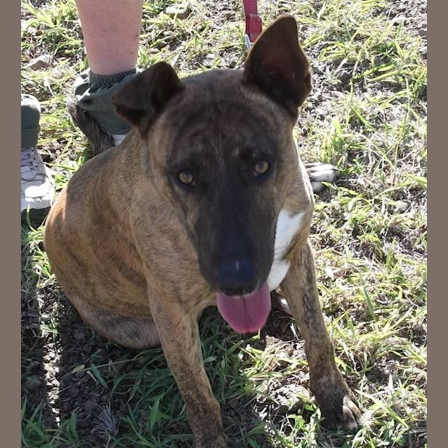 Photo of Dusty (Adoption Pending)