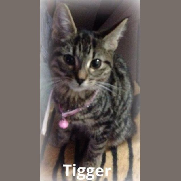 Photo of Tigger  ** Purrfect Match Cat Adoptions**