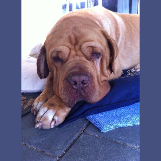 Photo of Tyson Dl714