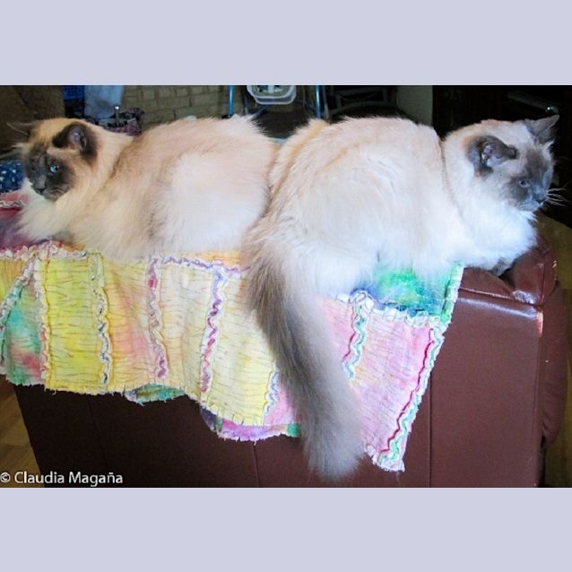 Photo of Milo Ec0064