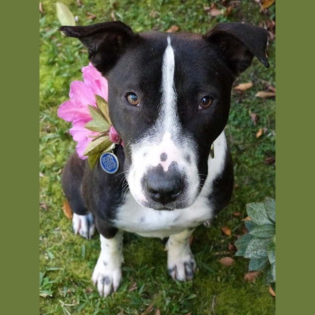 Photo of Stella (Adoption Pending)