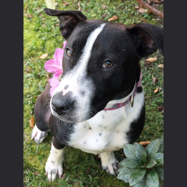 Photo of Stella (Adoption Pending)