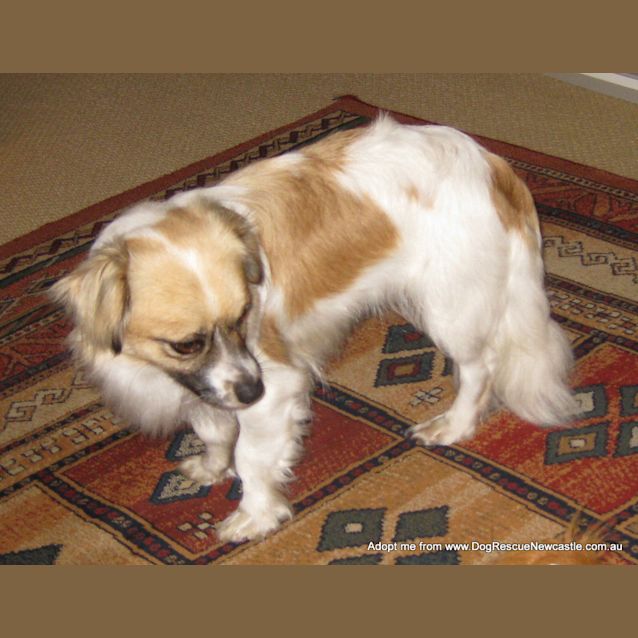 Photo of Mia (On Trial 5/10/14) ~ Tibetan Spaniel