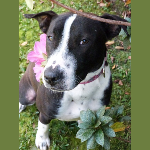 Photo of Stella (Adoption Pending)