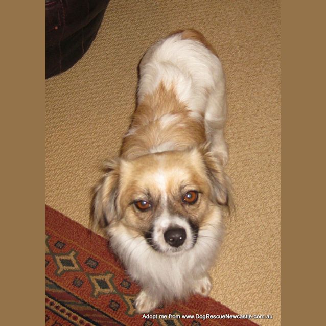 Photo of Mia (On Trial 5/10/14) ~ Tibetan Spaniel