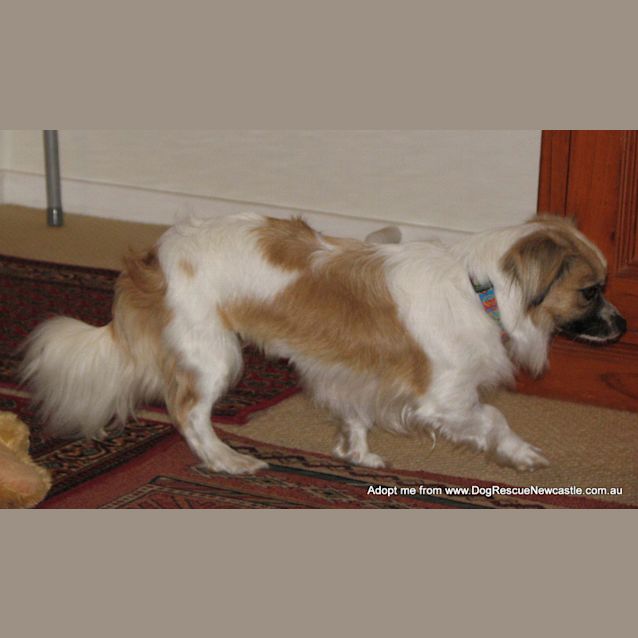 Photo of Mia (On Trial 5/10/14) ~ Tibetan Spaniel